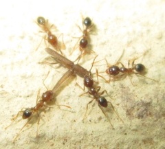 Pheidole tenuinodis