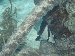 Chaetodon striatus