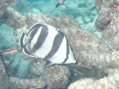 Chaetodon striatus