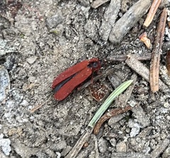 Dictyoptera simplicipes