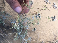 Picradeniopsis multiflora