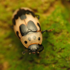 Ischyrus quadripunctatus