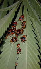 Tynacantha marginata