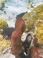 Amphimedon compressa