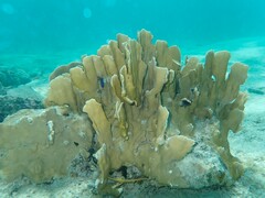 Millepora complanata