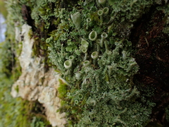 Cladonia humilis