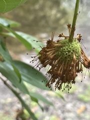 Cephalanthus