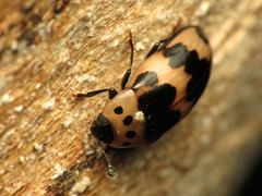 Ischyrus quadripunctatus