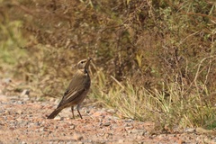 Turdus naumanni