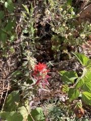 Castilleja arvensis arvensis