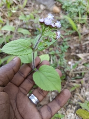 Ageratum conyzoides