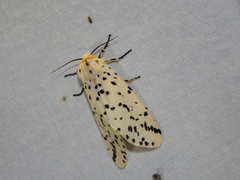 Alpenus investigatorum
