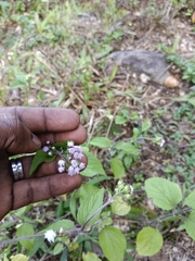 Ageratum conyzoides
