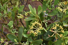 Stenocarpus umbelliferus
