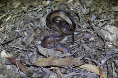 Suta nigriceps