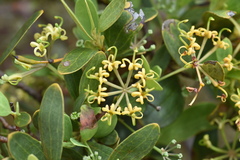 Stenocarpus umbelliferus