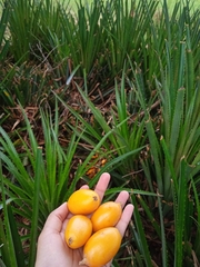 Bromelia antiacantha