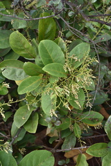 Agatea longipedicellata