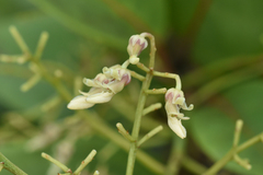 Agatea longipedicellata