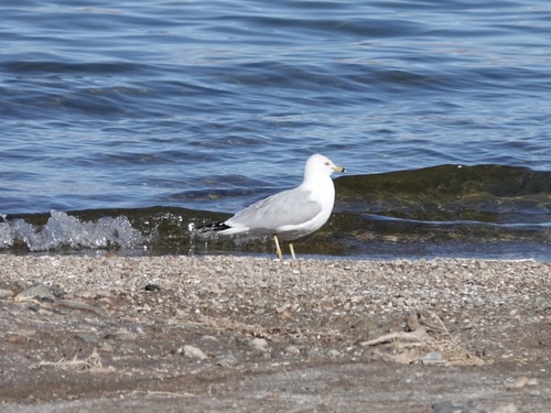 Ring-billed Gull photographed in Nevada