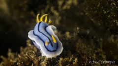Chromodoris lochi