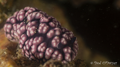 Phyllidiella pustulosa