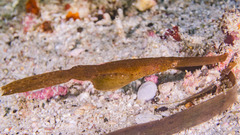 Solenostomus cyanopterus