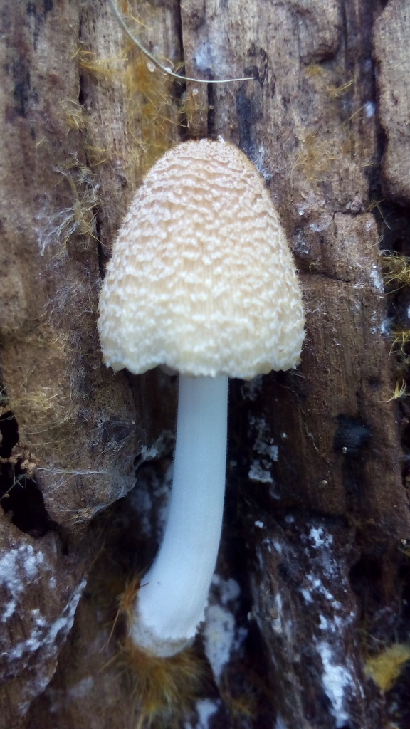 Coprinellus domesticus · January 2017 · photo: © tutitah (iNaturalist, cc0)