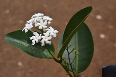 Melodinus balansae
