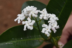 Melodinus balansae