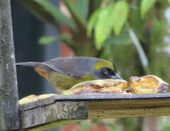 Mitrospingus cassinii