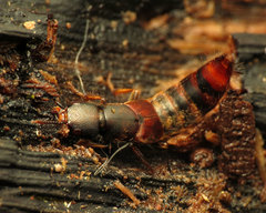 Platydracus cinnamopterus
