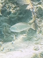 Sparisoma chrysopterum