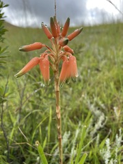 Aloe cooperi image