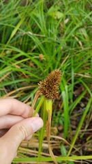 Rhynchospora cephalotes