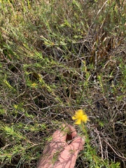 Hypericum fasciculatum