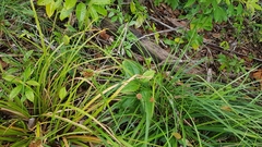 Rhynchospora cephalotes