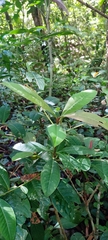 Ardisia