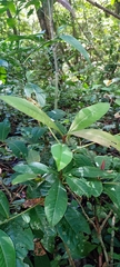 Ardisia
