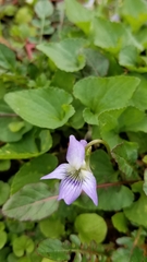 Viola missouriensis