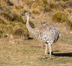 Rhea pennata