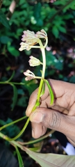 Ardisia