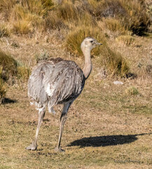 Rhea pennata
