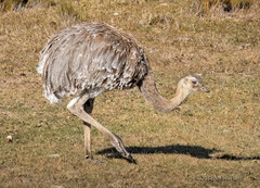 Rhea pennata