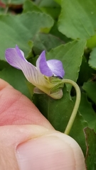 Viola missouriensis
