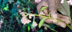 Ardisia