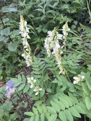 Hedysarum sulphurescens