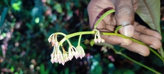 Ardisia