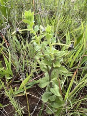 Ceropegia gerrardii image