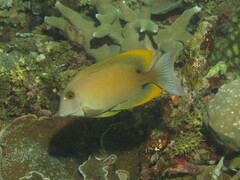 Ctenochaetus tominiensis